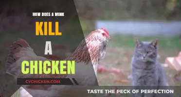 Mink vs. Chicken: Understanding the Lethal Predatory Tactics of Minks
