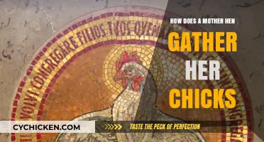 Mother Hen's Instinct: Gathering Chicks Safely Under Her Wings