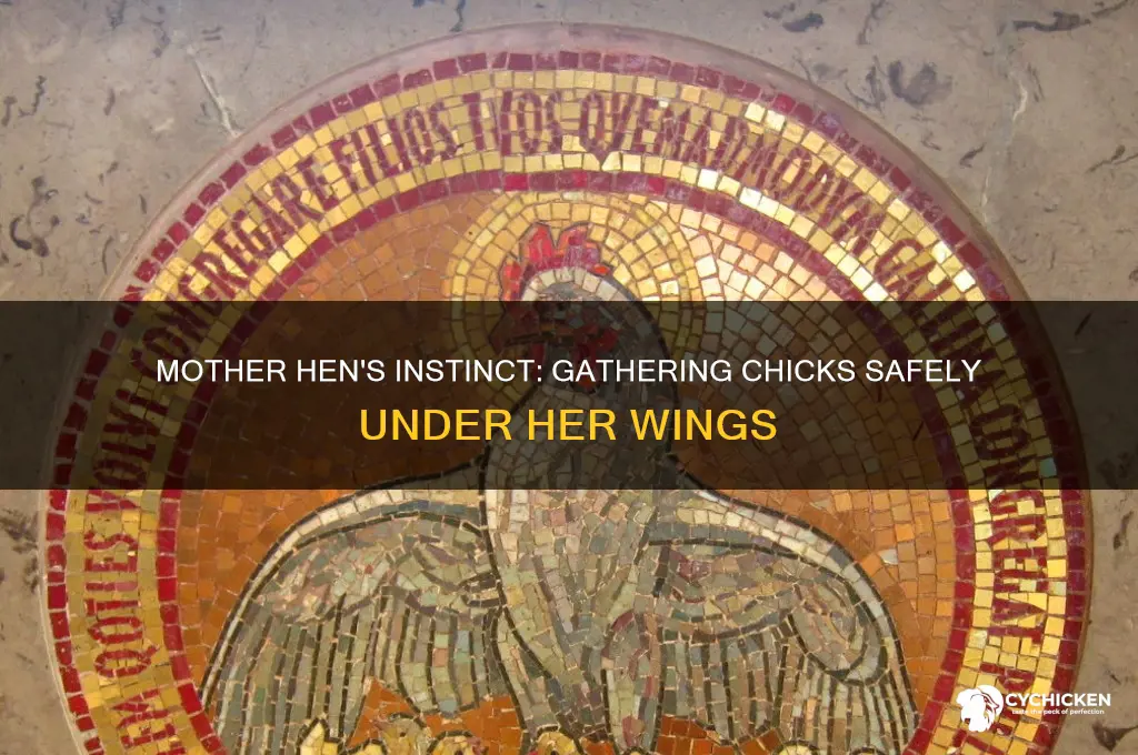 how does a mother hen gather her chicks