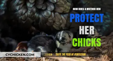 Mother Hen's Instincts: Safeguarding Chicks with Fierce Love and Care