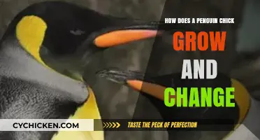 Penguin Chick Growth: Transformations from Hatchling to Juvenile Stages