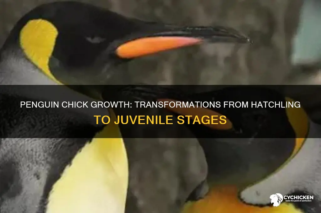 how does a penguin chick grow and change
