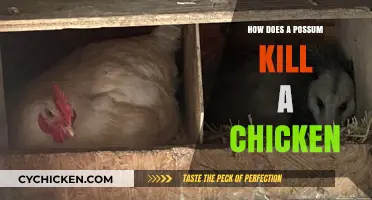 Possum Predation: How These Nocturnal Creatures Threaten Your Chicken Coop