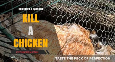 Raccoon Predation on Chickens: Understanding Lethal Attacks and Prevention