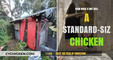 Rats: A Lethal Threat to Standard-Size Chickens