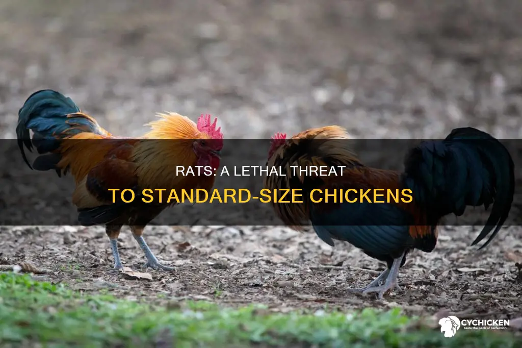 how does a rat kill a standard-size chicken