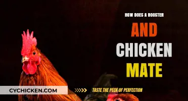 Understanding Rooster and Chicken Mating: A Comprehensive Guide to Poultry Reproduction