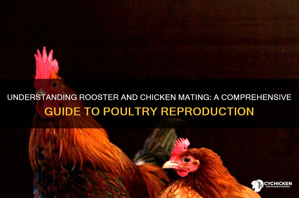 how does a rooster and chicken mate
