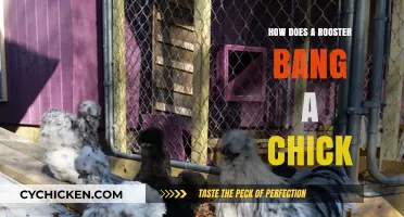 Understanding Rooster Mating Behavior: The Process of Fertilization in Chickens