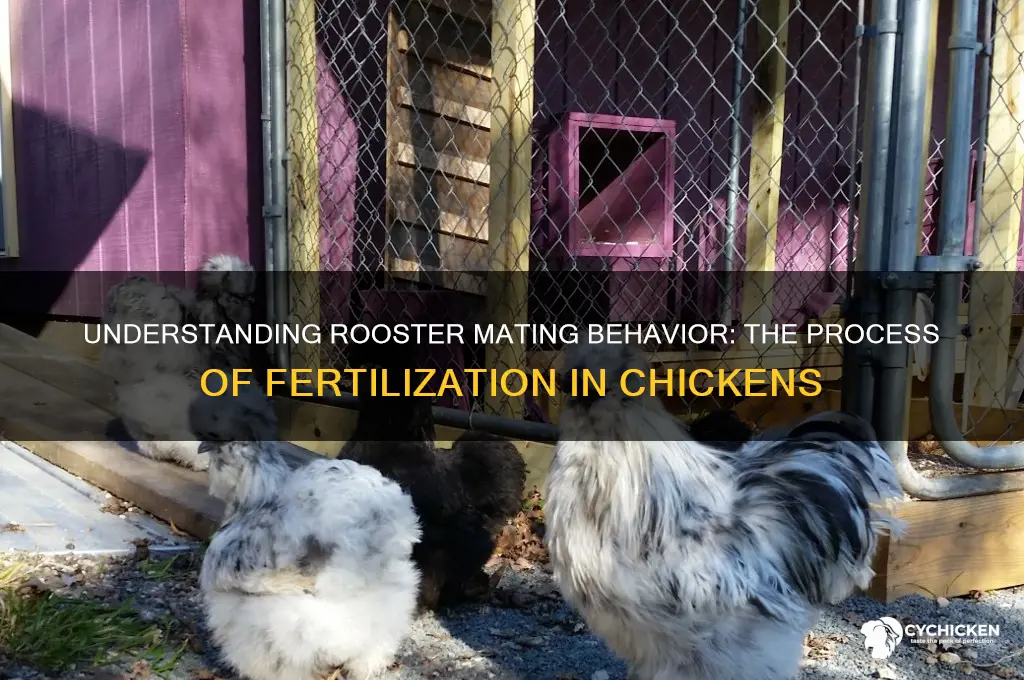 how does a rooster bang a chick