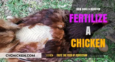 Understanding Rooster Fertilization: How Chickens Reproduce Naturally Explained