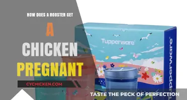 The Surprising Truth About Rooster-Chicken Reproduction