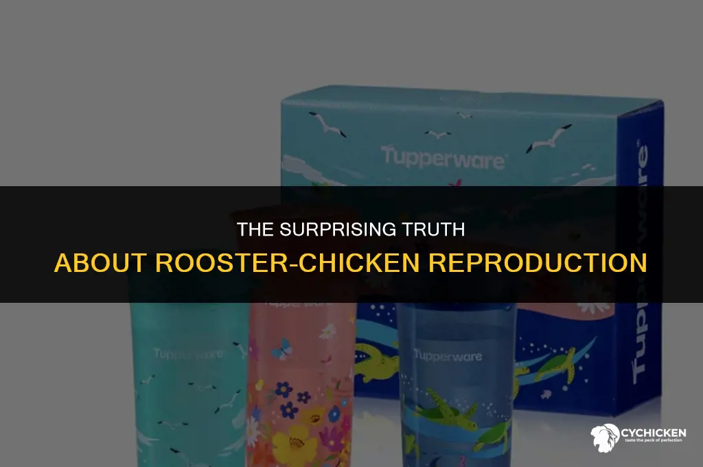 how does a rooster get a chicken pregnant