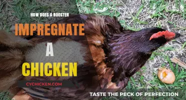 Understanding Rooster-Hen Mating: The Process of Fertilization in Chickens