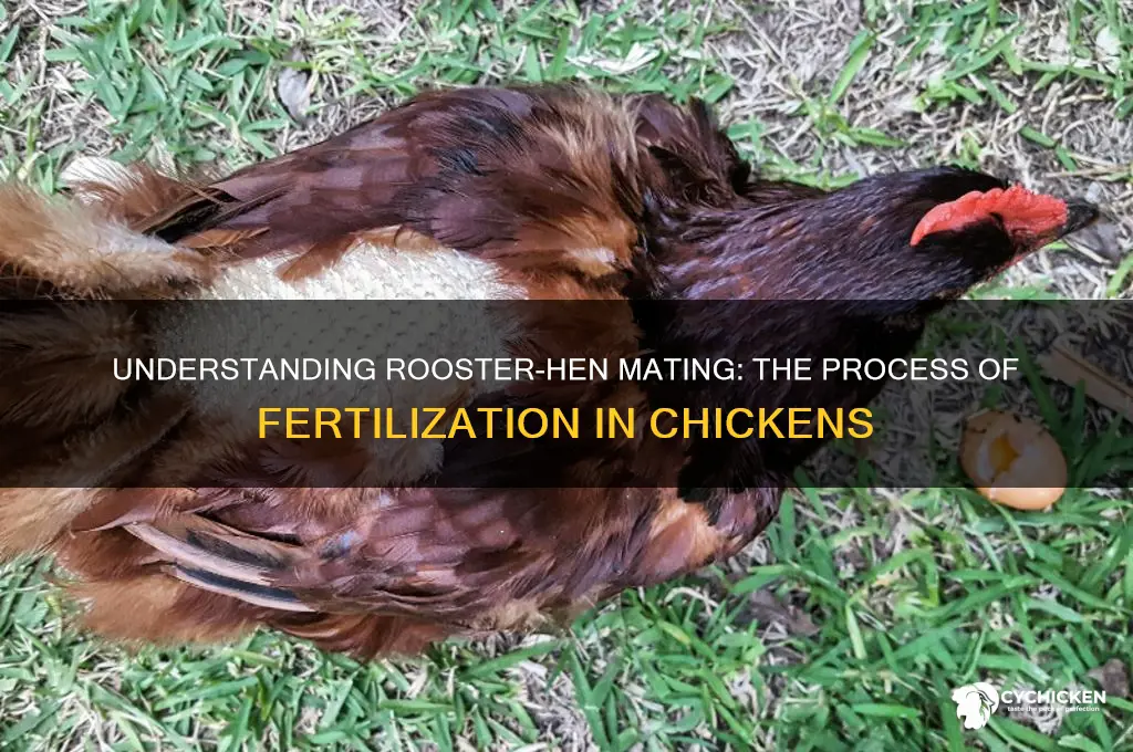 how does a rooster impregnate a chicken