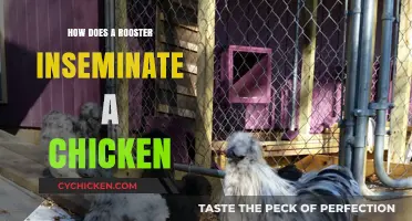 Understanding Rooster-Chicken Mating: The Insemination Process Explained