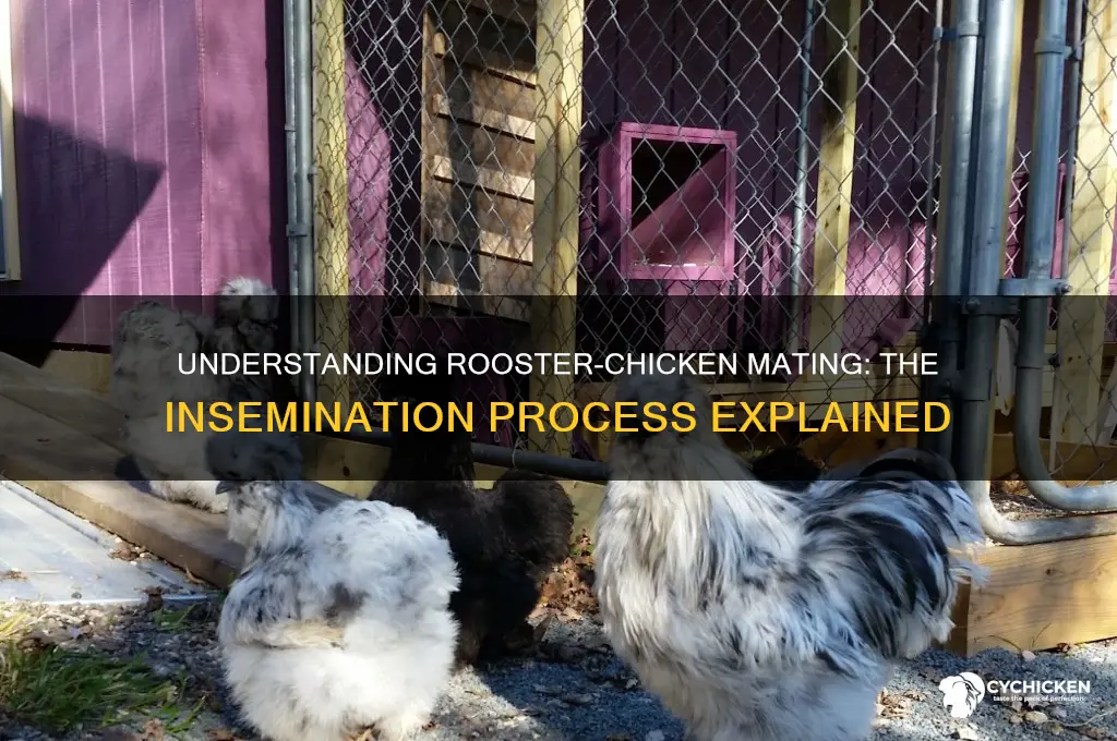 how does a rooster inseminate a chicken