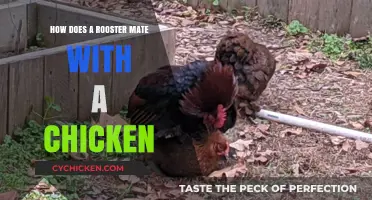 Understanding Rooster-Hen Mating: A Comprehensive Guide to Chicken Reproduction