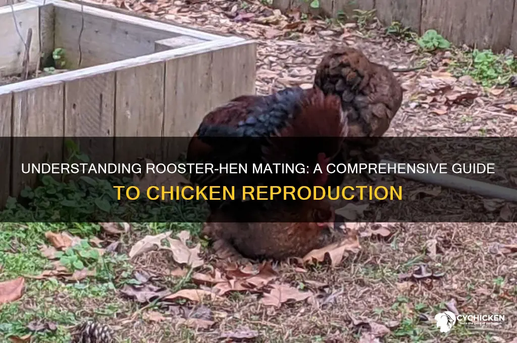 how does a rooster mate with a chicken