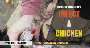 Scaly Leg Mites: How Do They Infect Chickens?