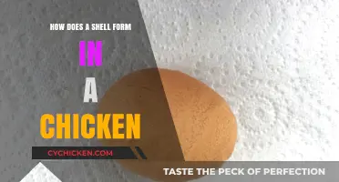 Understanding the Fascinating Process of Chicken Egg Shell Formation