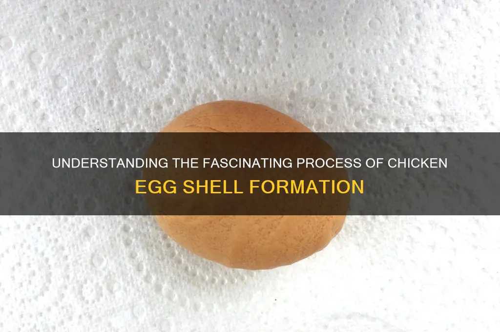 how does a shell form in a chicken