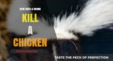 Skunk vs. Chicken: Understanding the Lethal Encounter on Your Farm