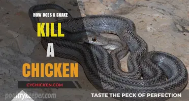 Silent Strike: How Snakes Hunt and Kill Chickens in Coops