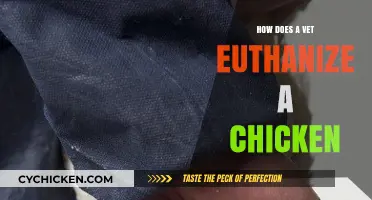 Compassionate Chicken Euthanasia: A Vet's Guide to Humane Practices