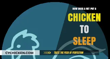 Vets Anesthetize Chickens: A Step-by-Step Guide