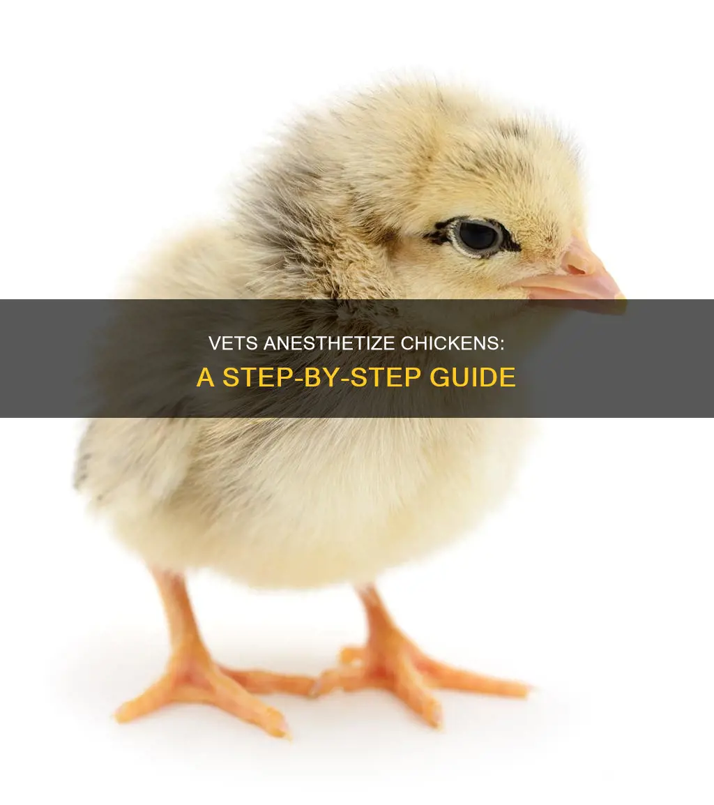 how does a vet put a chicken to sleep