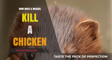 Weasel Predation on Chickens: Lethal Techniques and Prevention Strategies