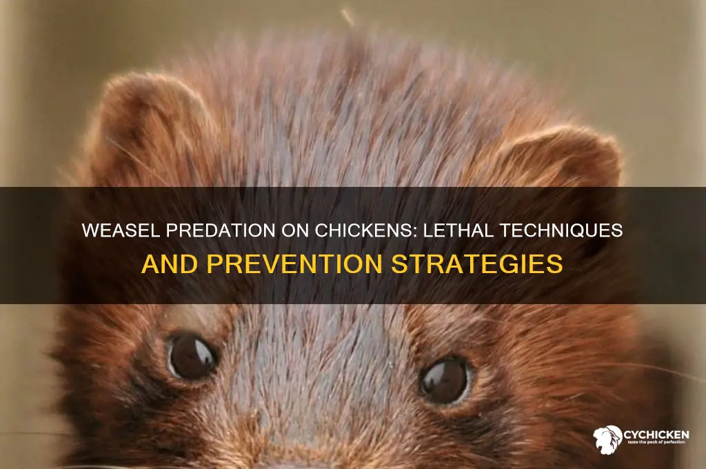 how does a weasel kill a chicken