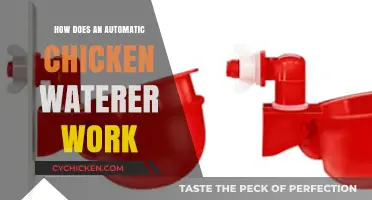 How Automatic Chicken Waterers Simplify Poultry Hydration Effortlessly