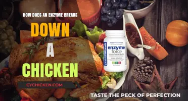 How Enzymes Efficiently Break Down Chicken: A Digestive Process Explained