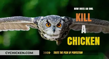 Silent Predators: How Owls Hunt and Kill Chickens in the Night