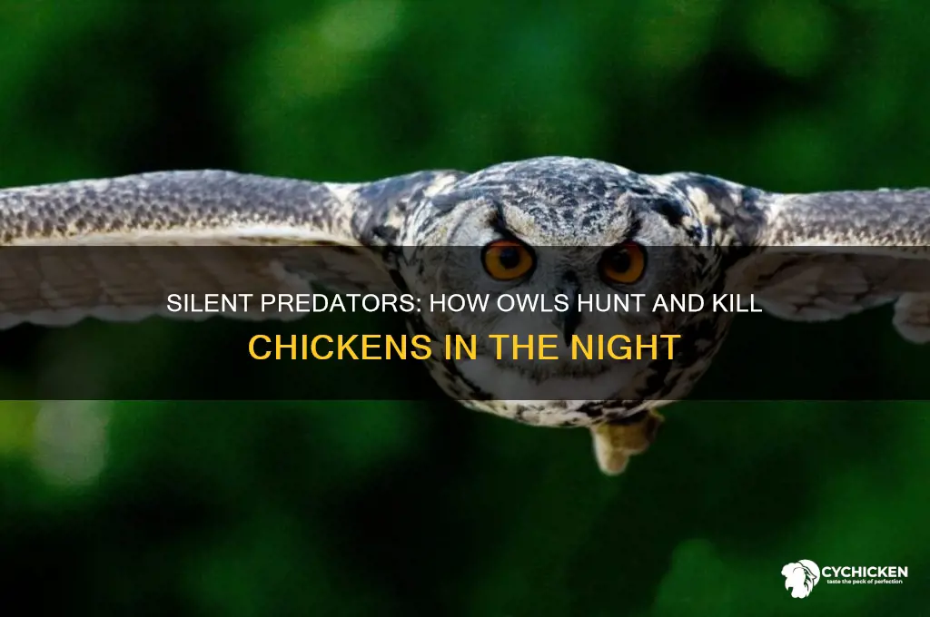 how does an owl kill a chicken