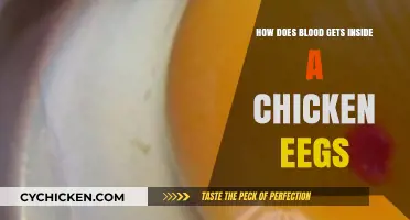The Surprising Journey: How Blood Nourishes Chicken Eggs