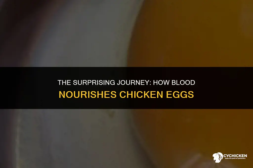 how does blood gets inside a chicken eegs