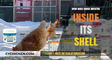 Unveiling the Mystery: How Chicks Breathe Inside Their Eggshells
