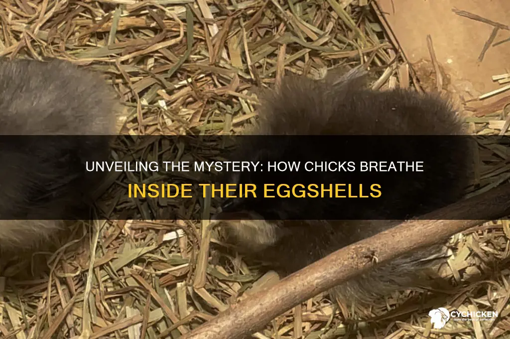 how does chick breathe inside its shell