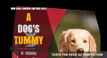 Chicken and Rice: A Dog's Tummy Healer