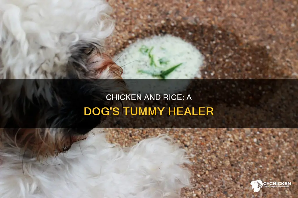 how does chicken and rice helg a dog