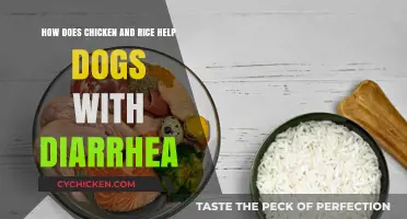 Chicken and Rice: A Dog's Diarrhea Remedy