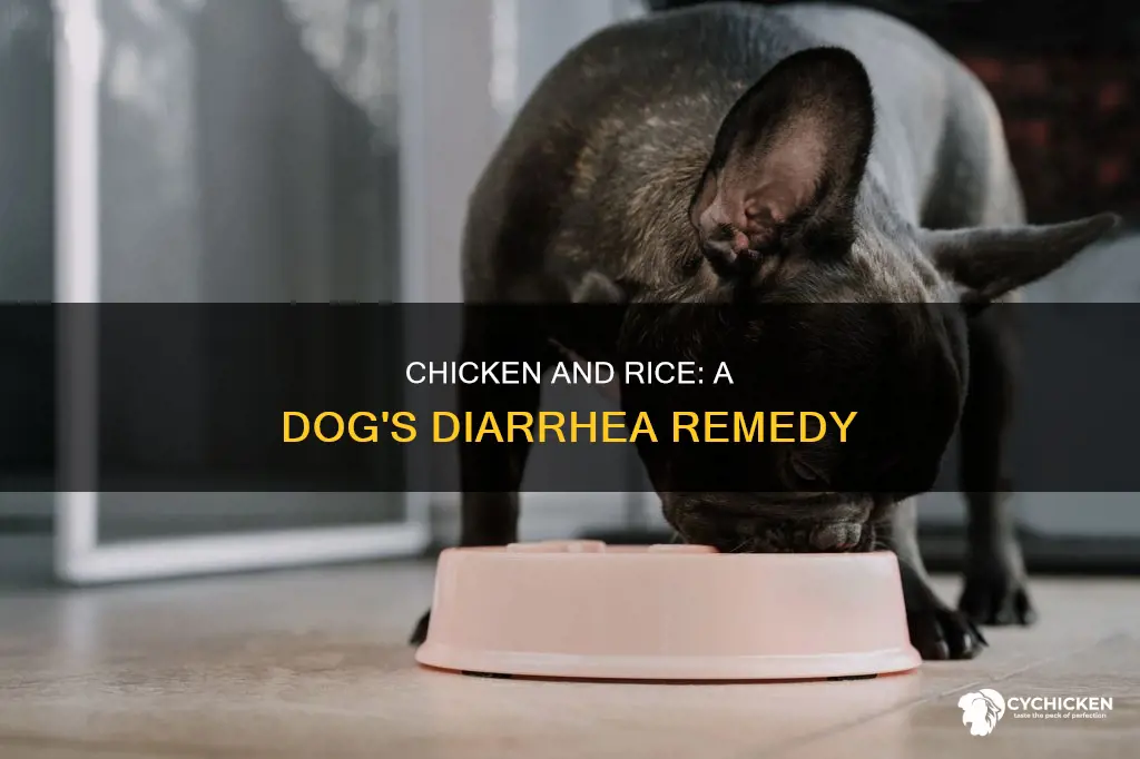 how does chicken and rice help dogs with diarrhea