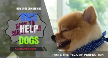 Chicken and Rice for Dogs: Nutritional Benefits and Digestive Support