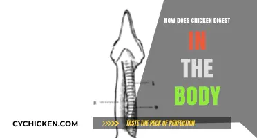 Understanding Chicken Digestion: A Step-by-Step Breakdown in Your Body