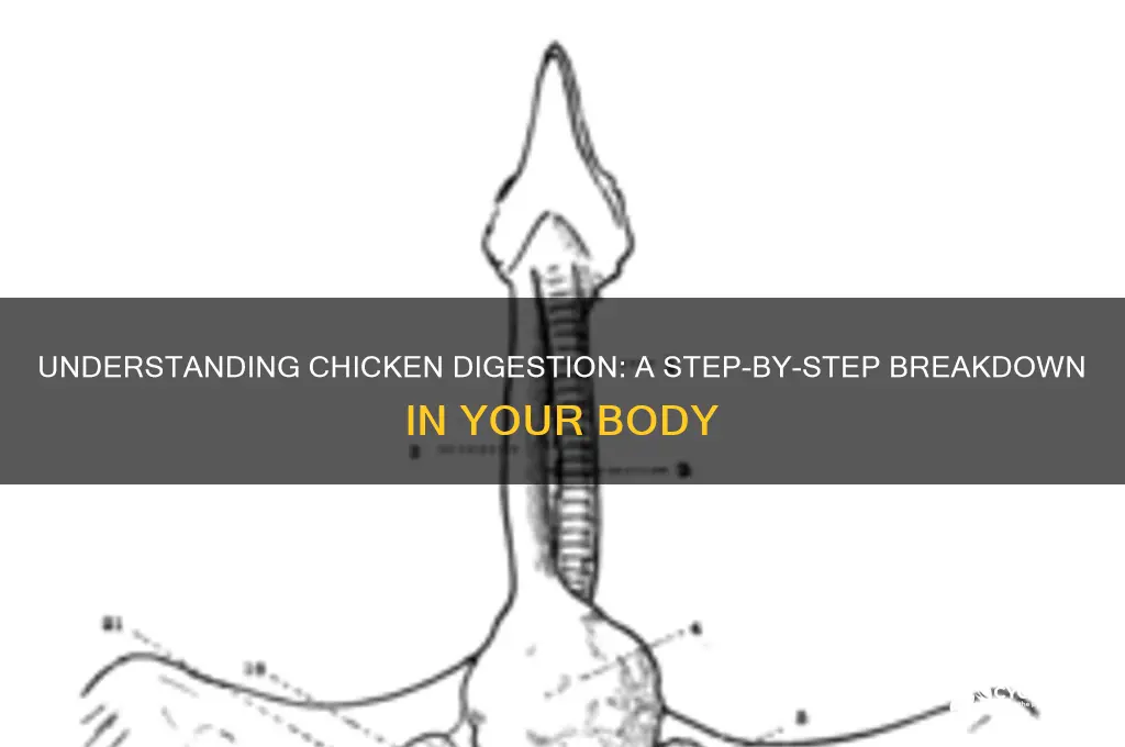 how does chicken digest in the body