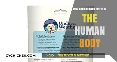 Understanding Chicken Digestion: A Journey Through the Human Body