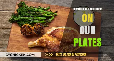 From Farm to Fork: The Journey of Chicken to Our Plates